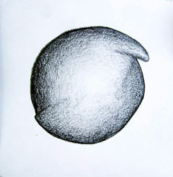 Kunstlott. Graphitomorphe, Foto: Kunstv. Neuk. e.V