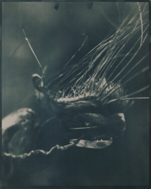 Bigum+Björge, Suspended Chronology, 2026, Ferric Carbon on glass & Cyanotype on paper, 50x50 cm Abbildung © Bigum+Björge